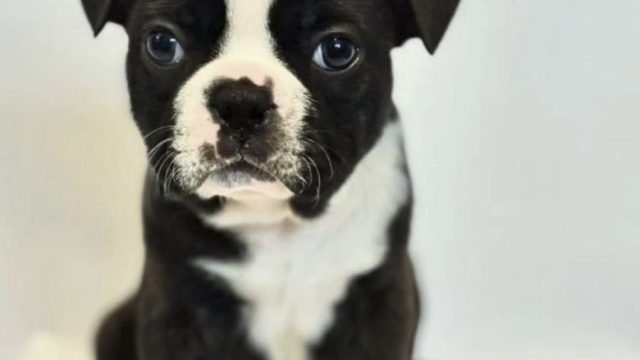 akc-boston-terrier-puppie-ready-to-2-000-1872203670_large-2.jpg