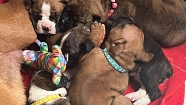 boxer-puppies-1-000-00-pets-dogs-2029968957_large-2.jpg
