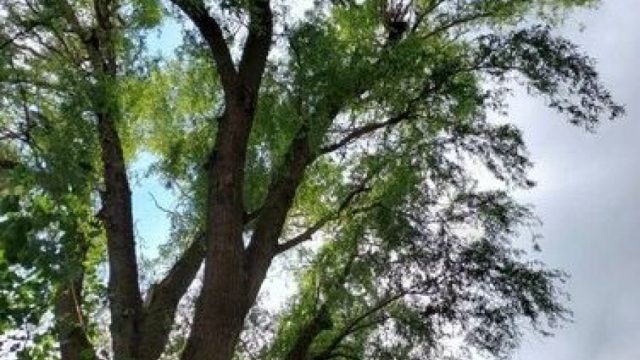 earthlys-tree-care-385-766-514185460_large.jpg